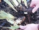 Iris rhizomes