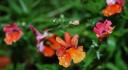 dsc_0137.JPG